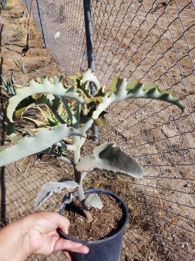 kalanchoe beharensis succulent Kalanchoe Beharensis Tree Fang "Elephant Ears" – Beaultiful Desert Plants