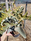 Kalanchoe Beharensis Tree Fang "Elephant Ears" - Beaultiful Desert Plants 