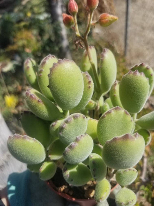 Cotyledon Tomentosa "Bear's Paw" (4" Pot) - Beaultiful Desert Plants 