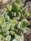 Cotyledon Tomentosa "Bear's Paw" (4" Pot) - Beaultiful Desert Plants 