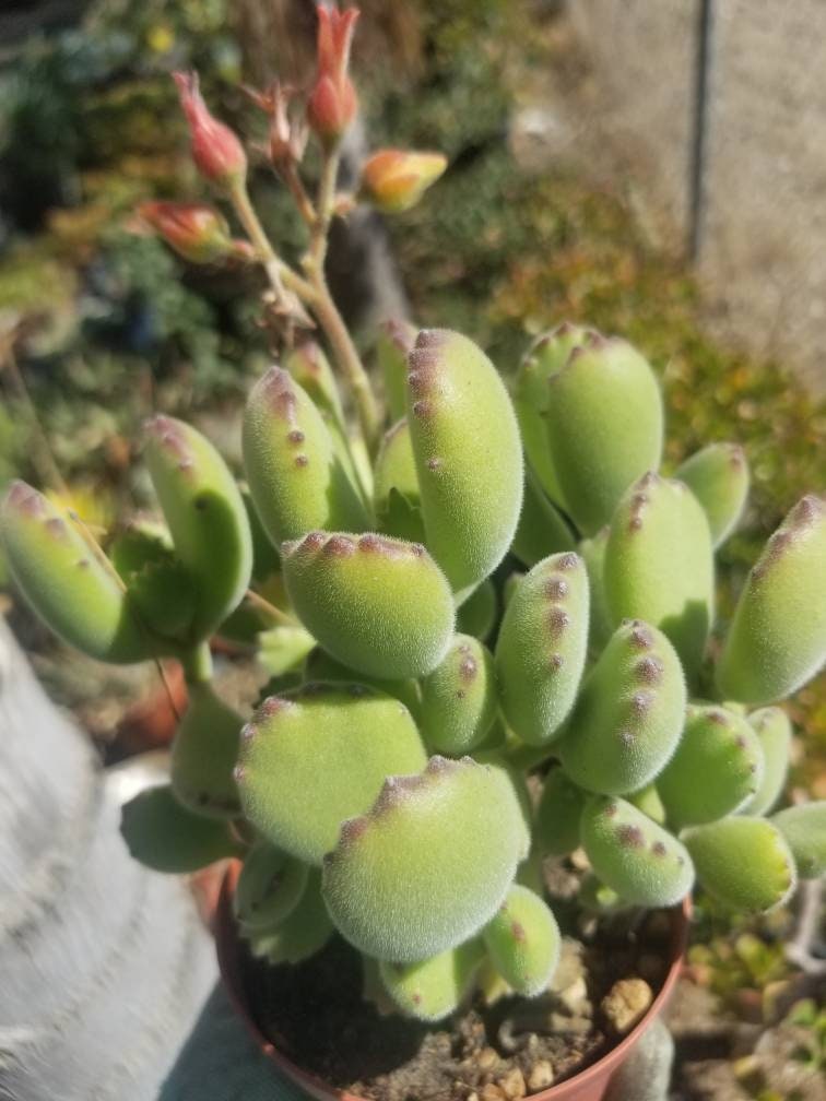 Cotyledon Tomentosa "Bear's Paw" (4" Pot) - Beaultiful Desert Plants 