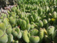 Cotyledon Tomentosa "Bear's Paw" (4" Pot) - Beaultiful Desert Plants 