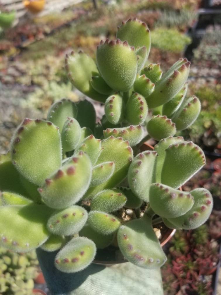 Cotyledon Tomentosa "Bear's Paw" (4" Pot) - Beaultiful Desert Plants 