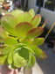 Aeonium Blushing Beauty (4" pot) - Beaultiful Desert Plants 