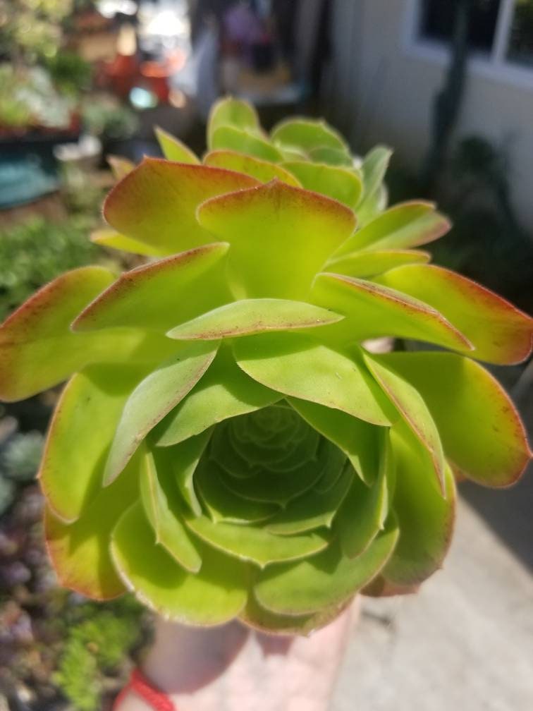 Aeonium Blushing Beauty (4" pot) - Beaultiful Desert Plants 