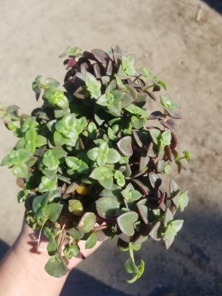 4" calico kittens "crassula marginalis rubra"