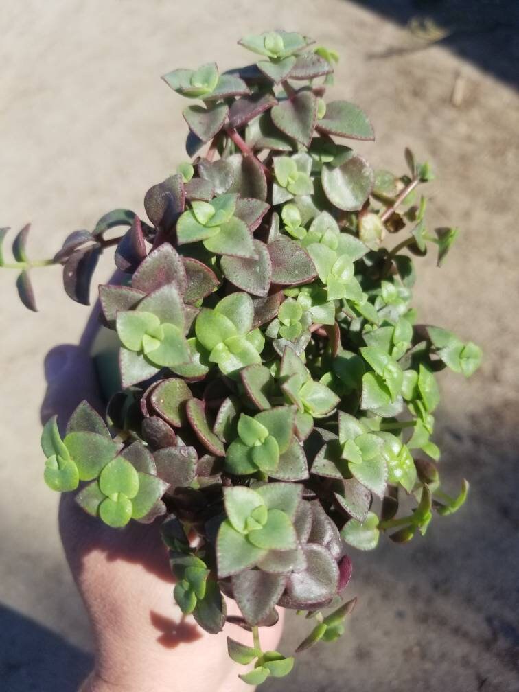 4" calico kittens "crassula marginalis rubra"