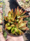 4" Sedum Adolphii Firestorm - Beaultiful Desert Plants 