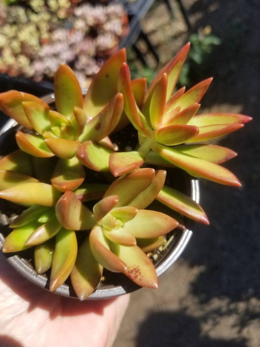 4" Sedum Adolphii Firestorm - Beaultiful Desert Plants 