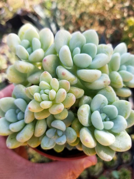 Sedum Clavatum  (4" pot) - Beaultiful Desert Plants 