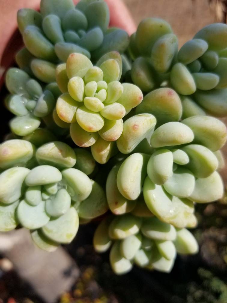 Sedum Clavatum  (4" pot) - Beaultiful Desert Plants 