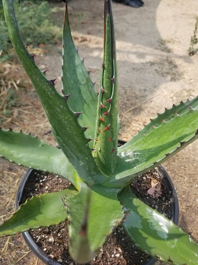 Agave Salmiana  Ferox - Beaultiful Desert Plants 