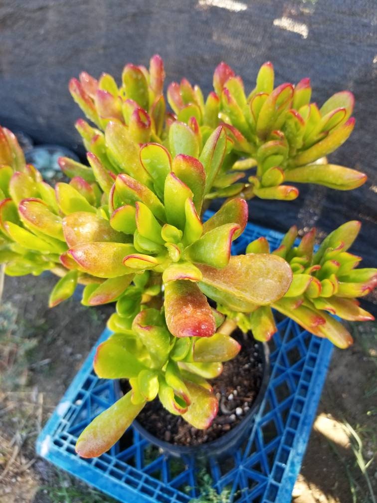 Crassula Ovata Hobbit Tree - Beaultiful Desert Plants 