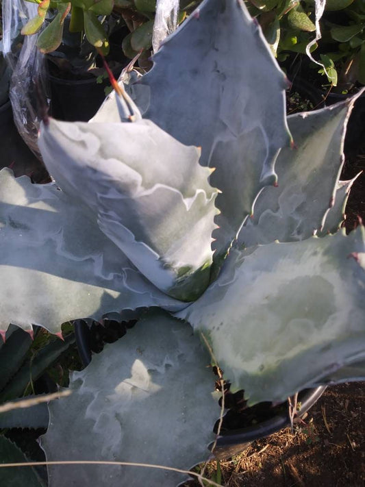 5 Gal. Agave Colorata - Beaultiful Desert Plants 