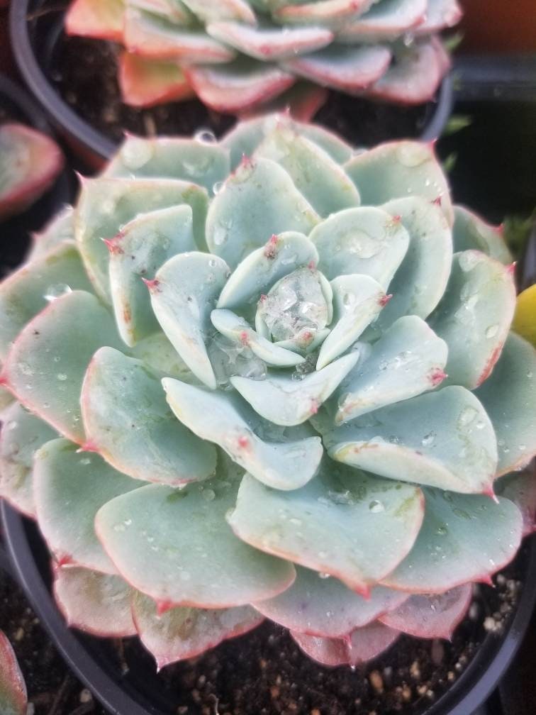 4" echeveria galaxy blue