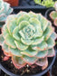 4" echeveria galaxy blue