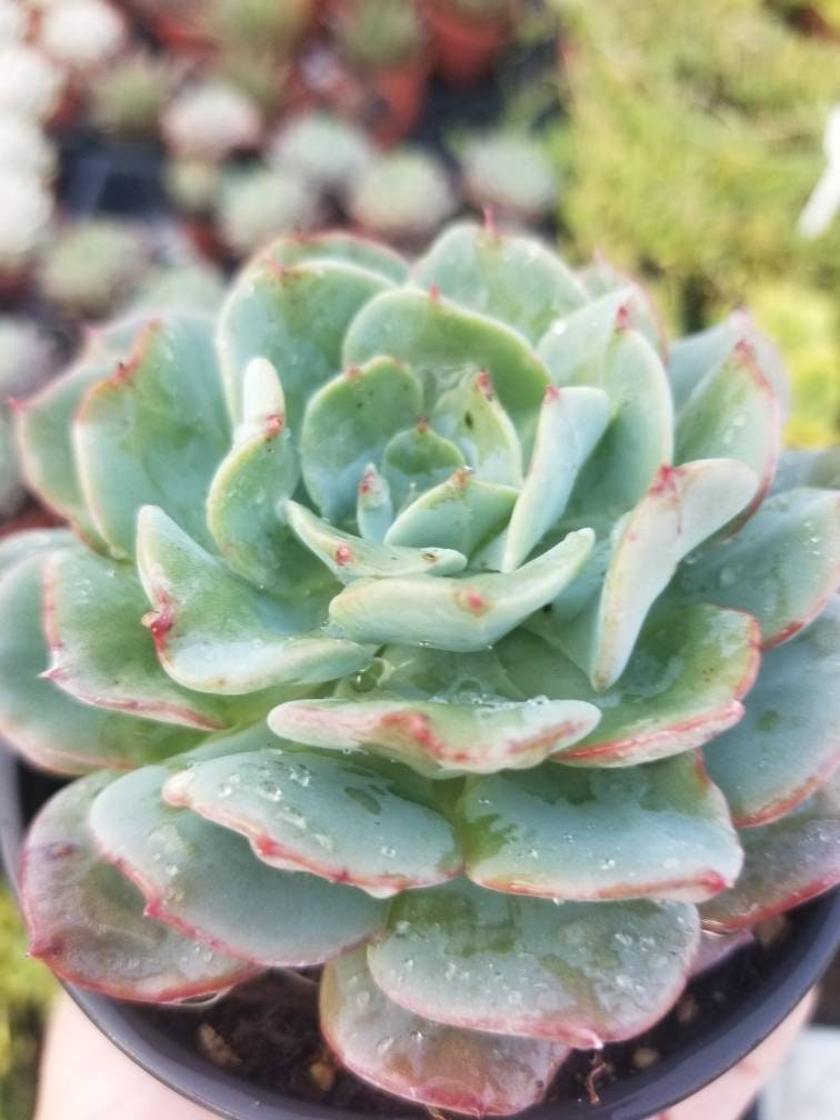 4" echeveria galaxy blue