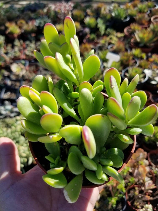 4" Trailing Purple Jade - Beaultiful Desert Plants 