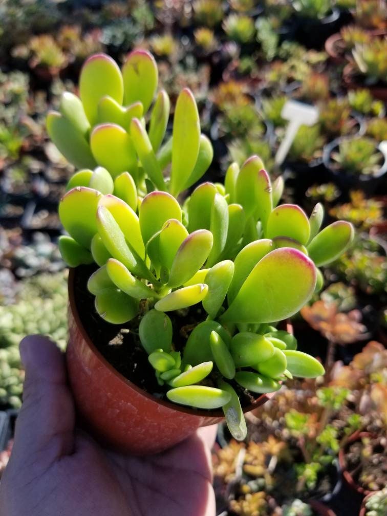 purple leaves on jade plant Trailing Purple Jade – Beaultiful Desert Plants