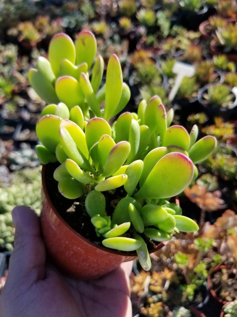 4" Trailing Purple Jade - Beaultiful Desert Plants 