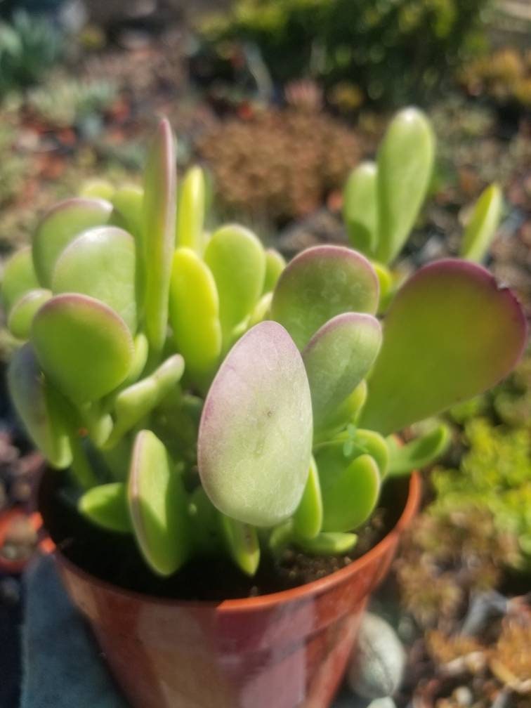 4" Trailing Purple Jade - Beaultiful Desert Plants 