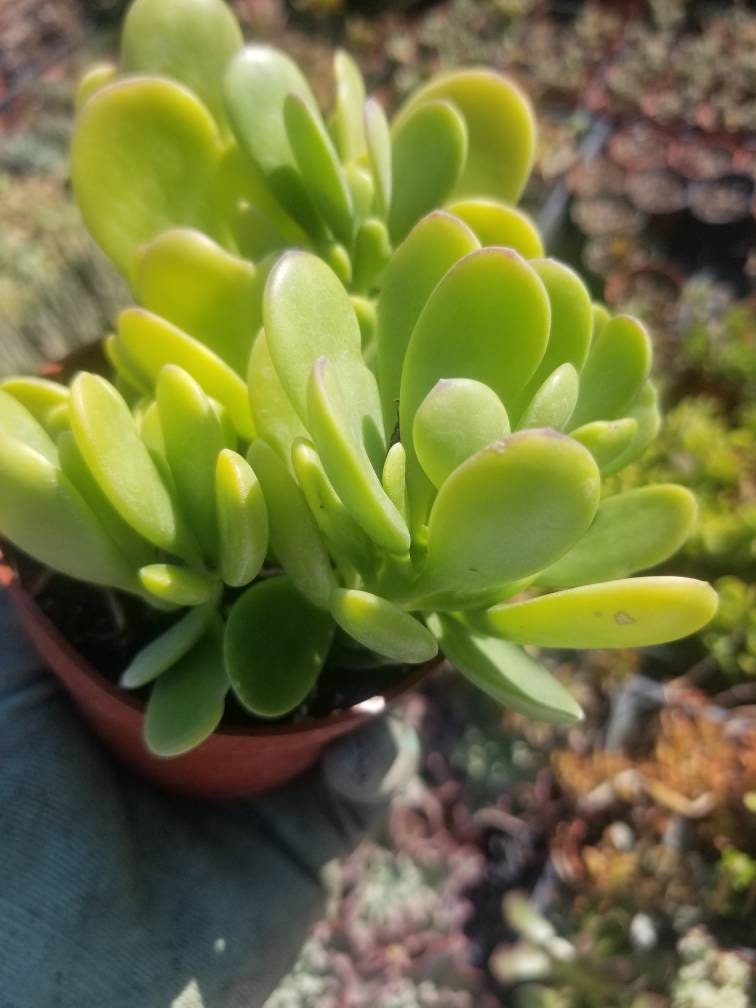 jade plant purple Trailing Purple Jade – Beaultiful Desert Plants