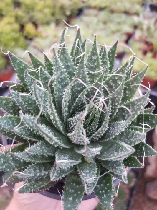 4" aloe aristata "lace aloe"