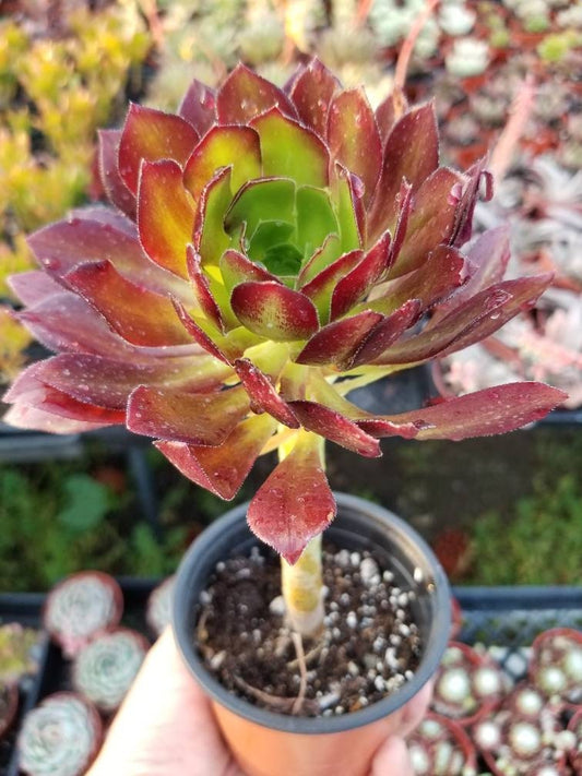 4" aeonium arboreum atropurpureum