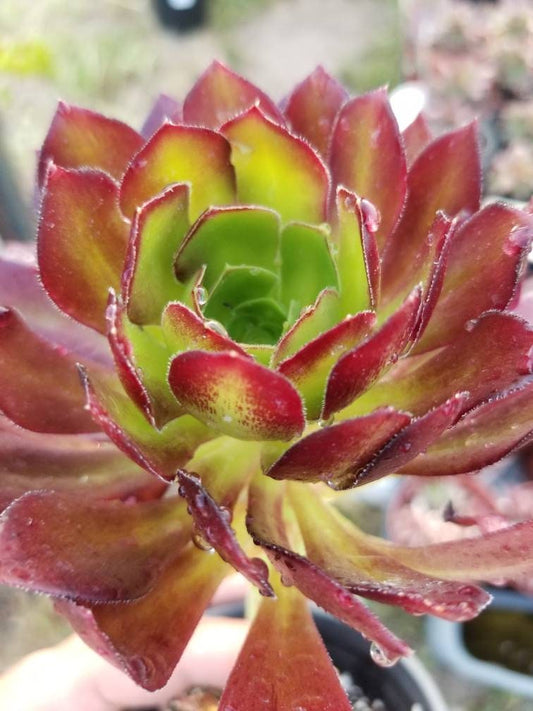 4" aeonium arboreum atropurpureum