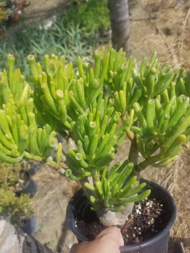 Crassula Ovata Gollum Tree - Beaultiful Desert Plants 