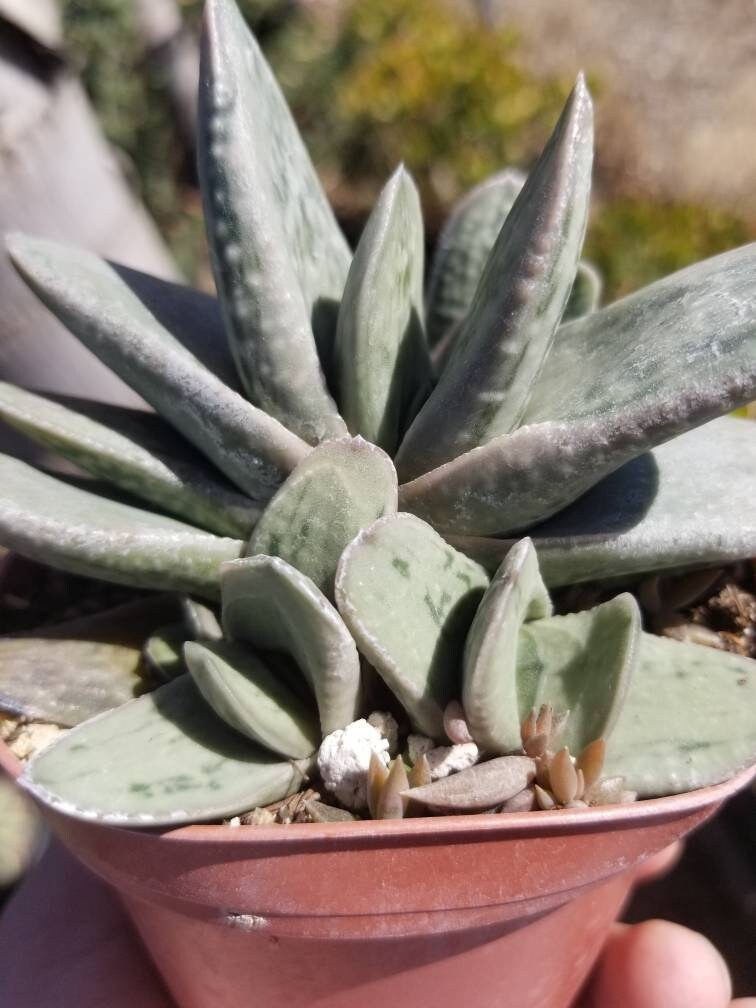 Gasteria Little Warty (4" Pot) - Beaultiful Desert Plants 