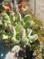 Cotyledon Tomentosa "Bear's Paw" (4" Pot) - Beaultiful Desert Plants 