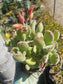 Cotyledon Tomentosa "Bear's Paw" (4" Pot) - Beaultiful Desert Plants 