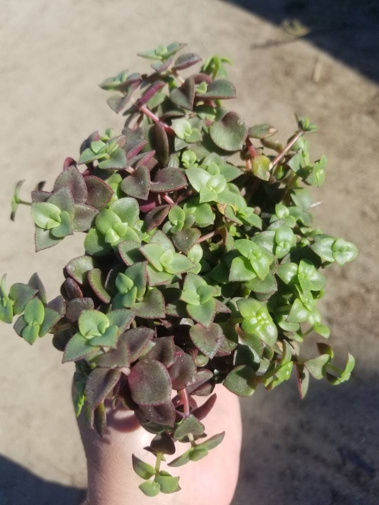 4" calico kittens "crassula marginalis rubra"