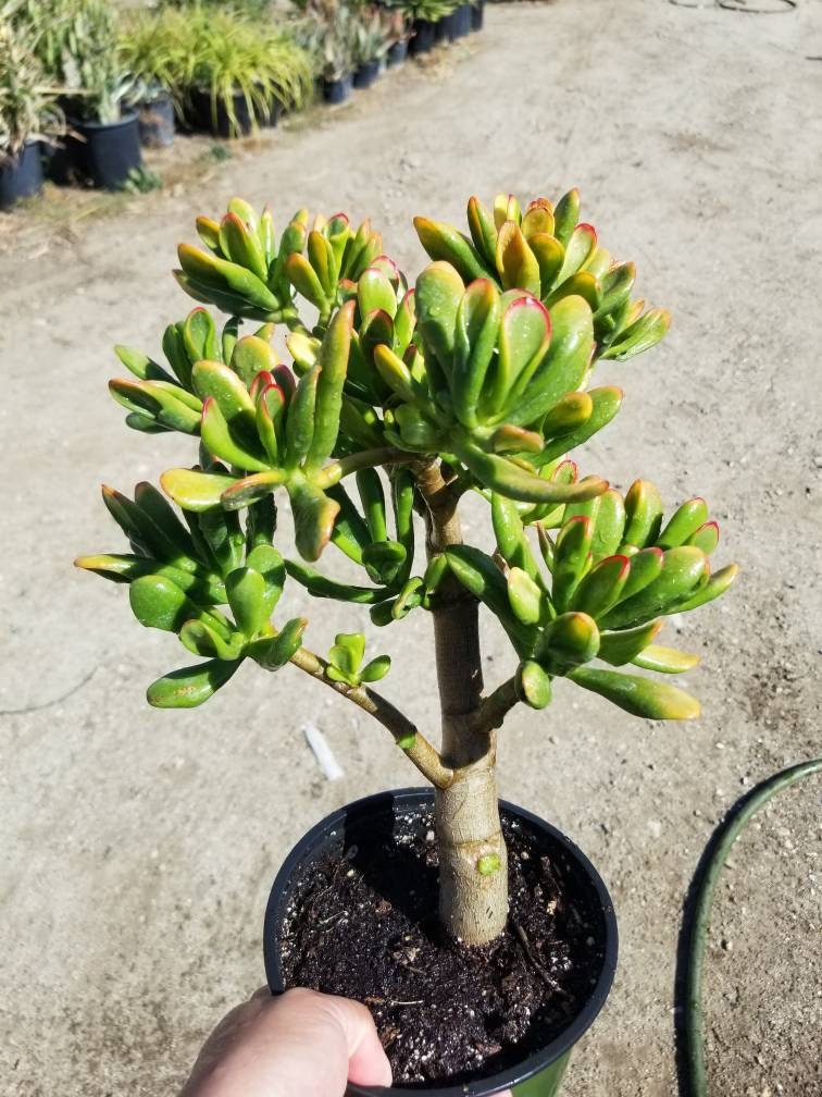 Lot De 3 Plantes Grasses Crassula - Arbre à Argent (Minor, Hobbit, Sunset) - Pot 12 Cm - Plantes D'intérieur Faciles à Entretenir - 12