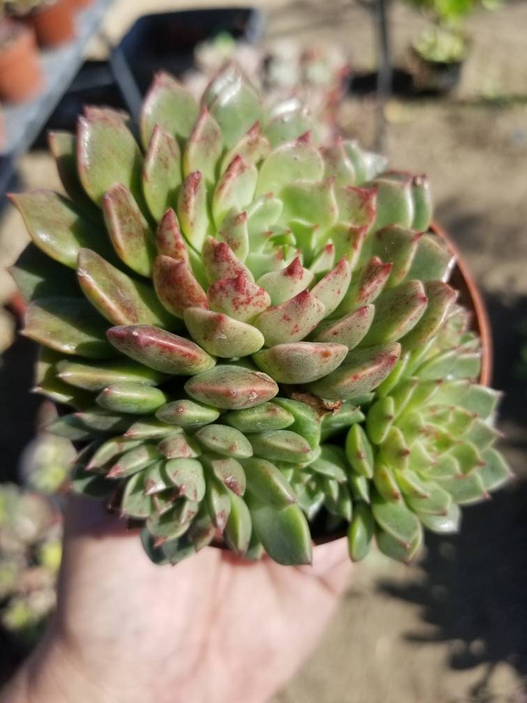 Echeveria Olivia (4" Pots) - Beaultiful Desert Plants 