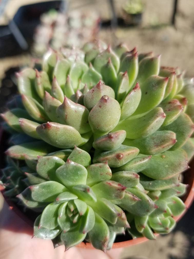 Echeveria Olivia (4" Pots) - Beaultiful Desert Plants 