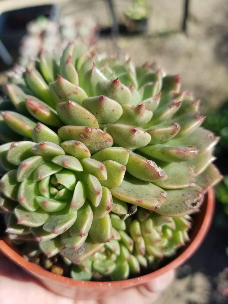 graptoveria olivia succulent Echeveria Olivia (4" Pots) – Beaultiful Desert Plants
