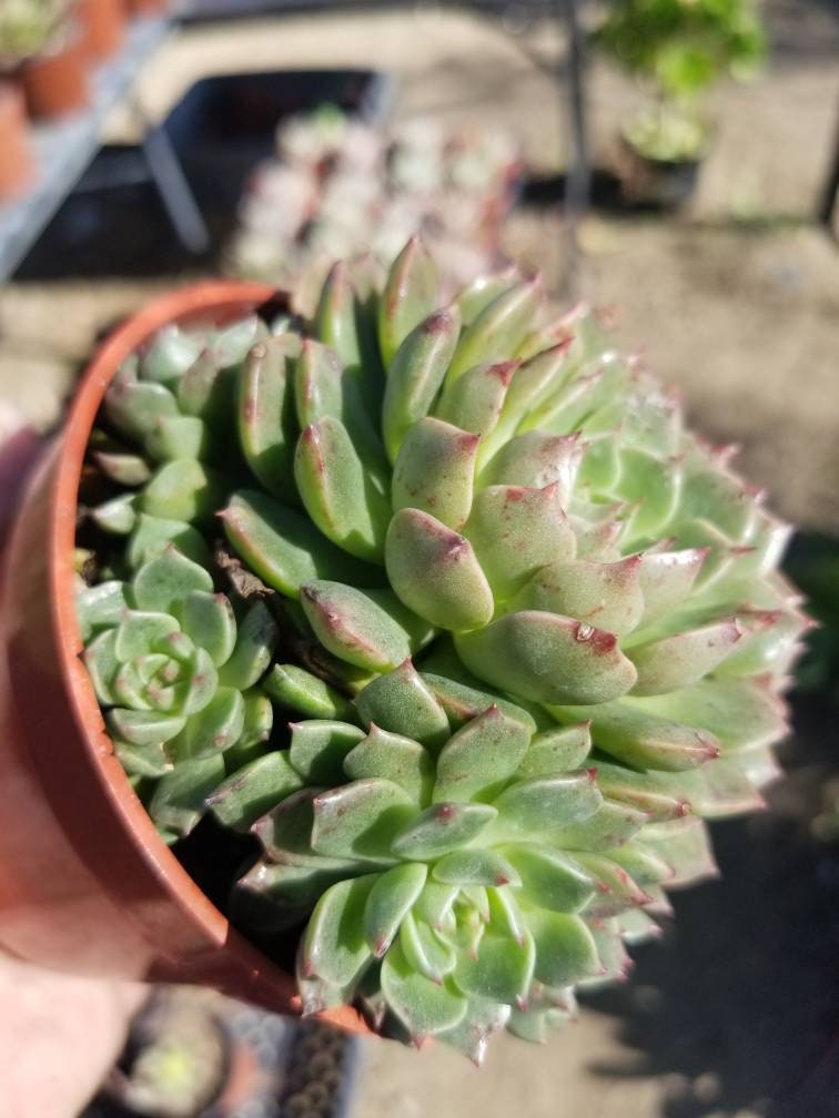 Echeveria Olivia (4" Pots) - Beaultiful Desert Plants 