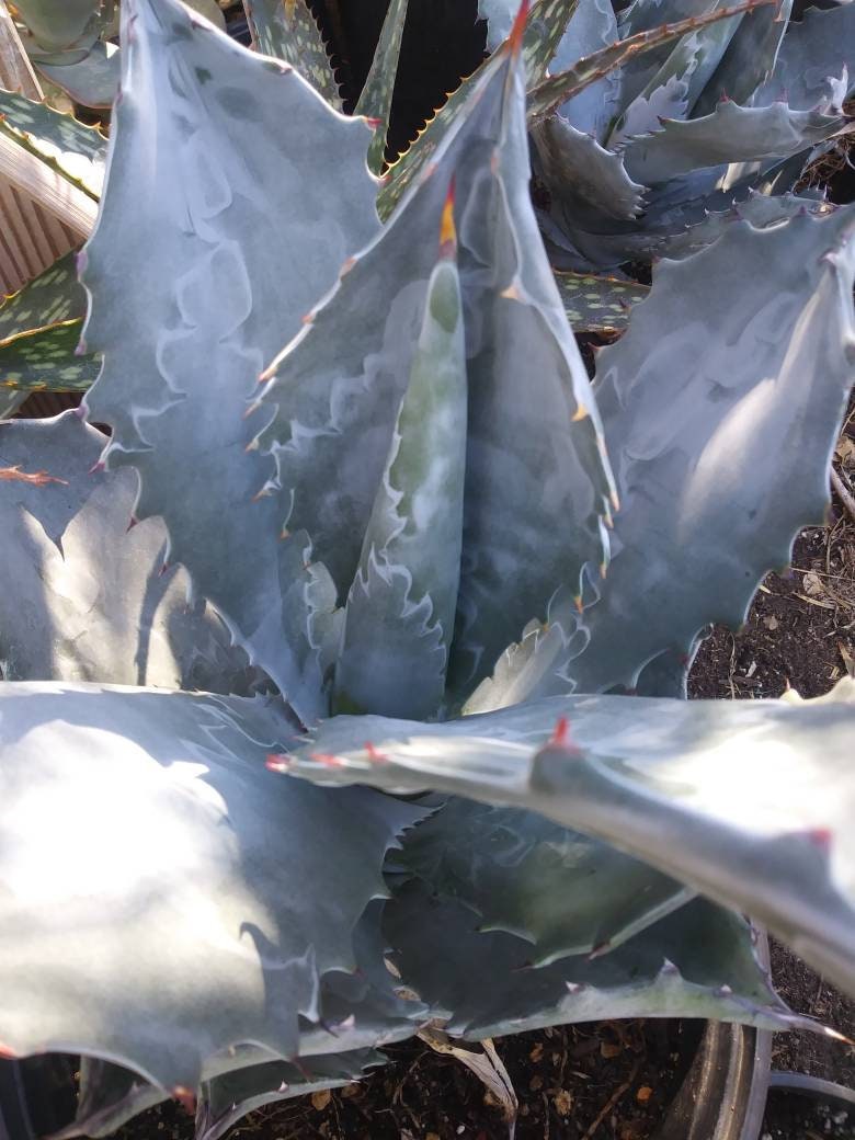 5 Gal. Agave Colorata - Beaultiful Desert Plants 