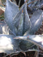 5 Gal. Agave Colorata - Beaultiful Desert Plants 