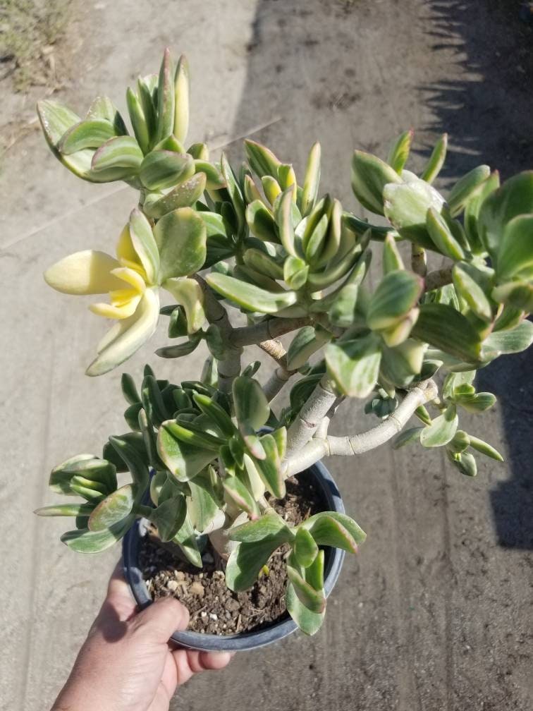 variegated jade plant Variegated Crassula Ovata Jade Tree – Beaultiful Desert Plants