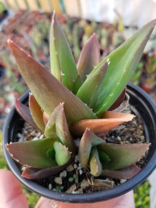 Aloe Black Gem (4" Pot) - Beaultiful Desert Plants 