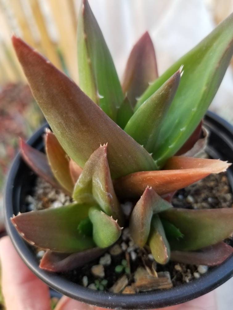 aloe black gem succulent Aloe Black Gem (4" Pot) – Beaultiful Desert Plants