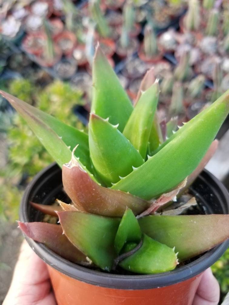 Aloe Black Gem (4" Pot) - Beaultiful Desert Plants 