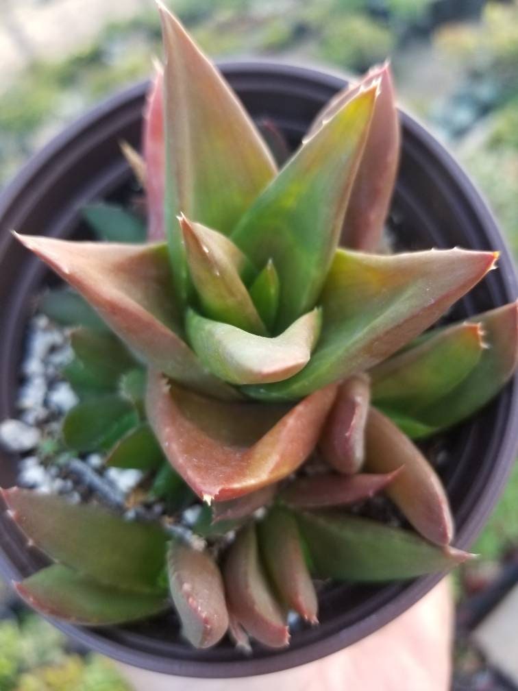 aloe black gem succulent Aloe Black Gem (4" Pot) – Beaultiful Desert Plants
