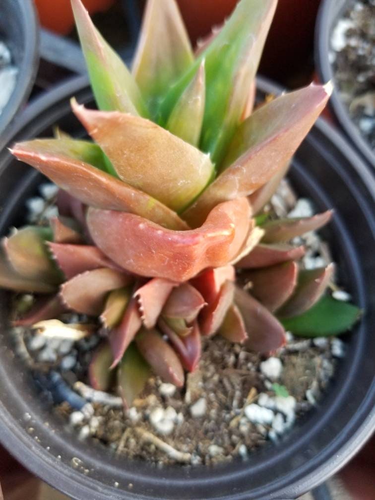 aloe black gem succulent Aloe Black Gem (4" Pot) – Beaultiful Desert Plants