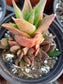 Aloe Black Gem (4" Pot) - Beaultiful Desert Plants 