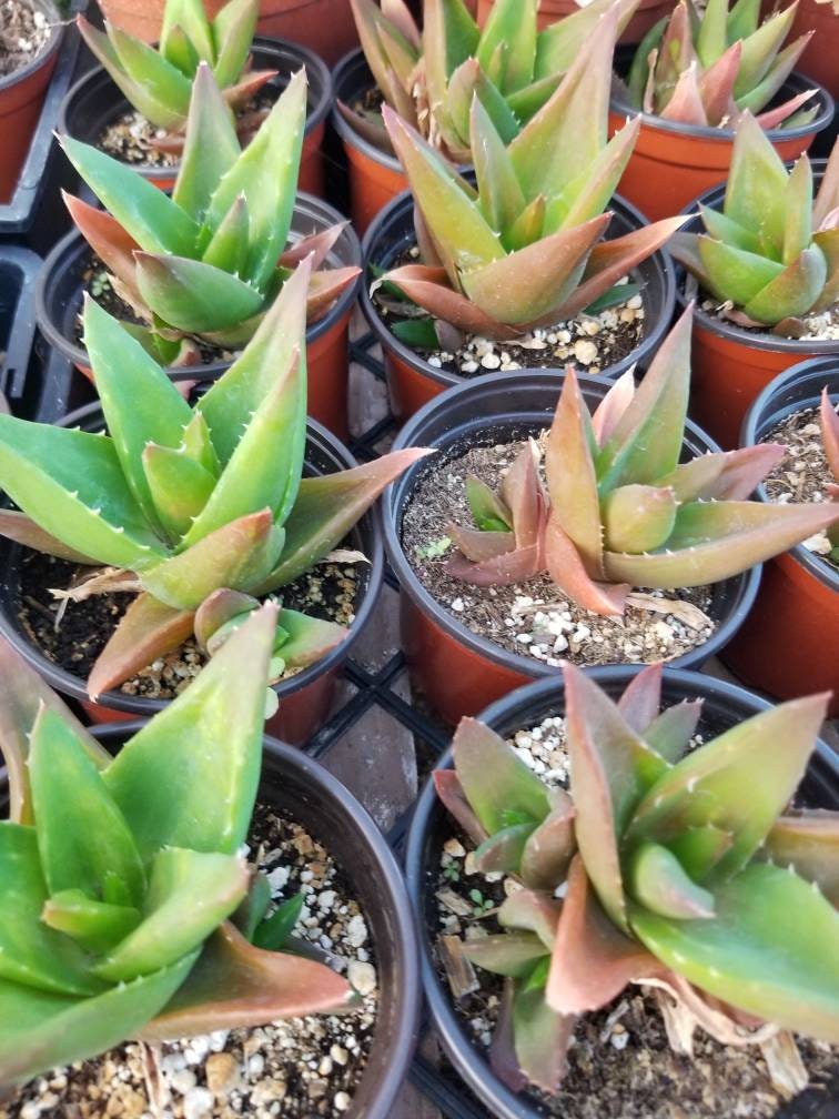 Aloe Black Gem (4" Pot) - Beaultiful Desert Plants 