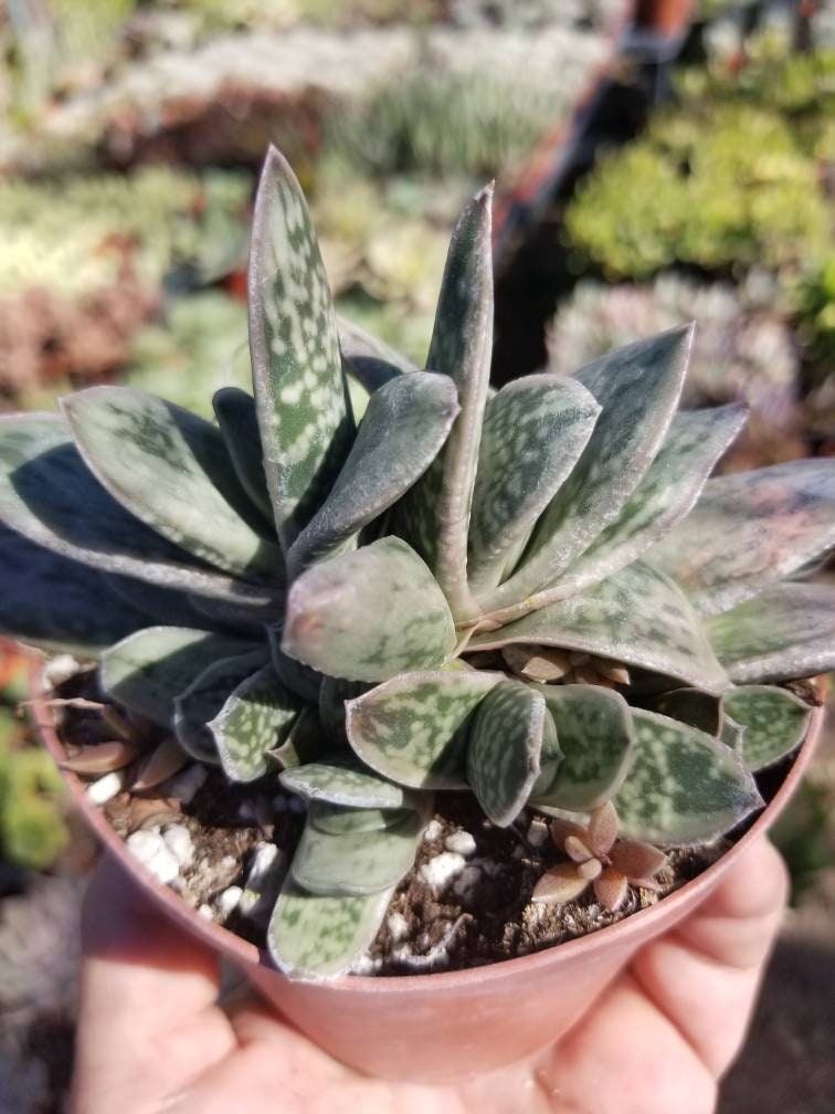 Gasteria Little Warty (4" Pot) - Beaultiful Desert Plants 